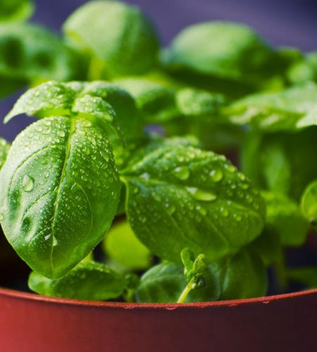 basil, herbs, food-932079.jpg