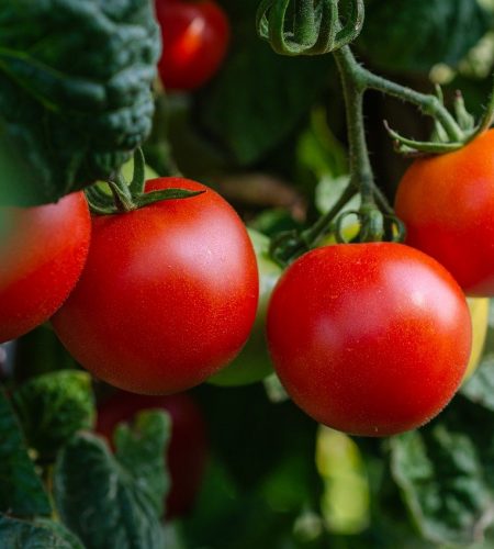 tomatoes, vegetables, fresh-5566741.jpg