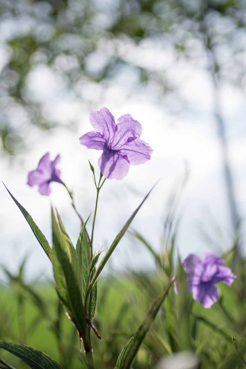 flowers, petals, leaves-5457379.jpg